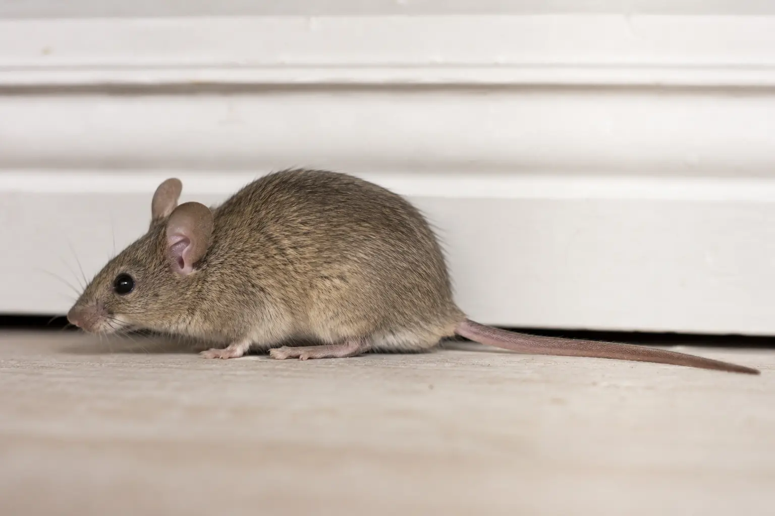 Hausmaus in Seitenansicht vor einer weißen Fußleiste