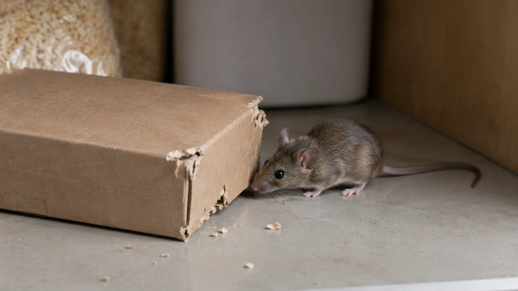 Hausmaus neben einem angenagten Karton mit Fraßresten