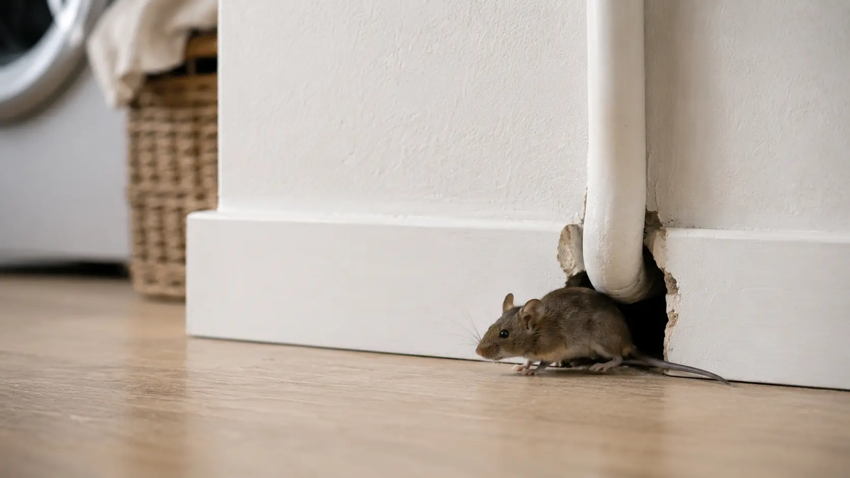 Maus an einer Öffnung neben einer Leitungsdurchführung in der Sockelleiste
