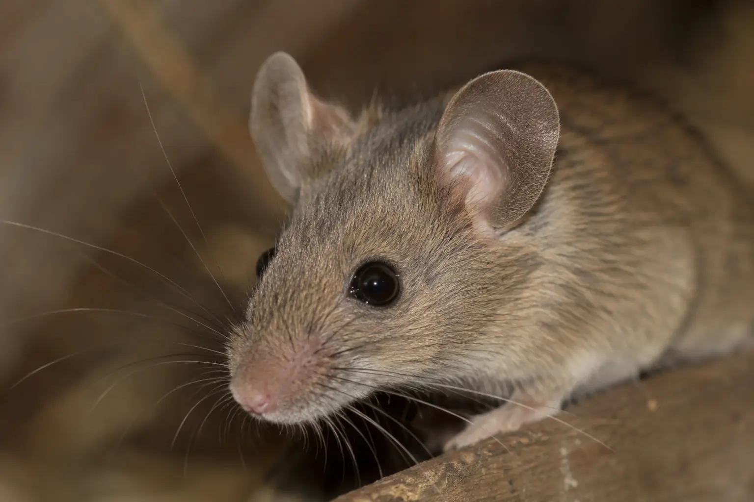 Kopf einer Hausmaus mit deutlich sichtbaren, relativ großen Ohren