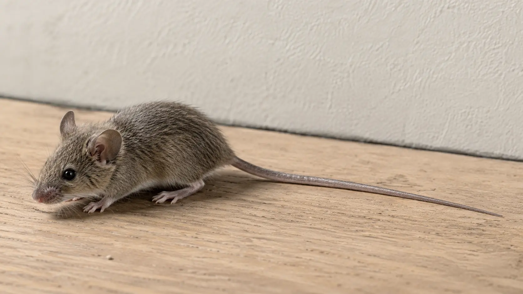Hausmaus in Seitenansicht mit langem, spärlich behaartem Schwanz