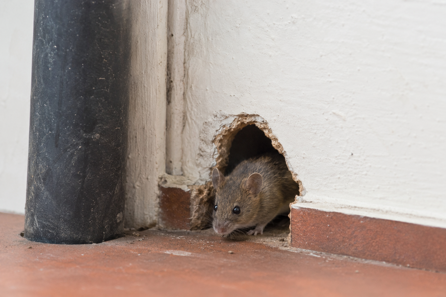 Maus in einer Öffnung in der Wand neben einer Leitungsdurchführung